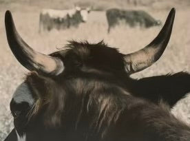 Brown Bull with Horns