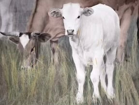 Calf in Grass