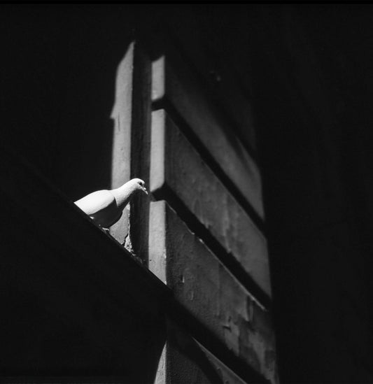 The Watcher